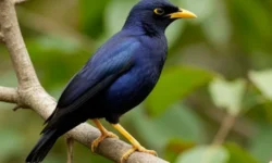 Пакистанские ученые исследуют трихомоноз у скворцов майна pakistanskie uchenye issleduyut trihomonoz u skvorczov majna-fabrec-ru-0