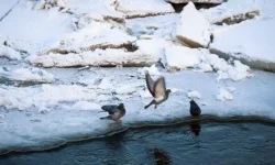 Рыбаки спасены после приключений на льдине в Финском заливе и НСО rybaki spaseny posle priklyuchenij na ldine v finskom zalive i nso-fabrec-ru-0