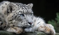 Селфи с снежным барсом обернулось для лыжницы опасным приключением selfi s snezhnym barsom obernulos dlya lyzhniczy opasnym priklyucheniem-fabrec-ru-0