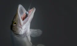 Сэм Беккер и другие установили рыболовные рекорды в трех странах sem bekker i drugie ustanovili rybolovnye rekordy v treh stranah-fabrec-ru-0