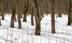 Семья Усольцевых в тайге — новые версии событий semya usolczevyh v tajge novye versii sobytij-fabrec-ru-0