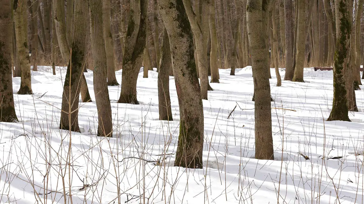 СК: Семья Усольцевых, пропавшая в тайге, не состояла в сектах
