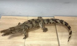 Таможенники Красноярска пресекли ввоз крокодила из Вьетнама по СИТЕС tamozhenniki krasnoyarska presekli vvoz krokodila iz vetnama po sites-fabrec-ru-0