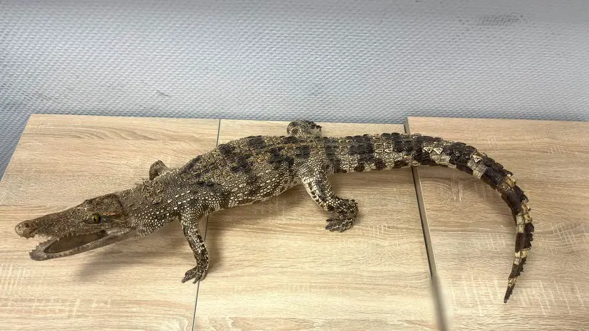 Красноярские таможенники нашли у пассажирки чучело сиамского крокодила