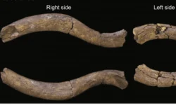 В Кении нашли наиболее полный скелет Homo habilis v kenii nashli naibolee polnyj skelet -fabrec-ru-0