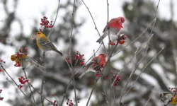 В Кусково бердвотчеры увидели щуров — это редкость для Депприроды v kuskovo berdvotchery uvideli shhurov eto redkost dlya depprirody-fabrec-ru-0