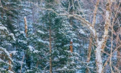 В Приморье был отловлен первый конфликтный амурский тигр 2026 года v primore byl otlovlen pervyj konfliktnyj amurskij tigr 2026 goda-fabrec-ru-0