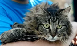 Владимир Бурматов и Госдума развивают инициативы с РКФ vladimir burmatov i gosduma razvivayut inicziativy s rkf-fabrec-ru-0