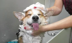 Андрей Руденко (РОСБИОТЕХ) о зимнем купании собак для их здоровья andrej rudenko rosbioteh o zimnem kupanii sobak dlya ih zdorovya-fabrec-ru-0