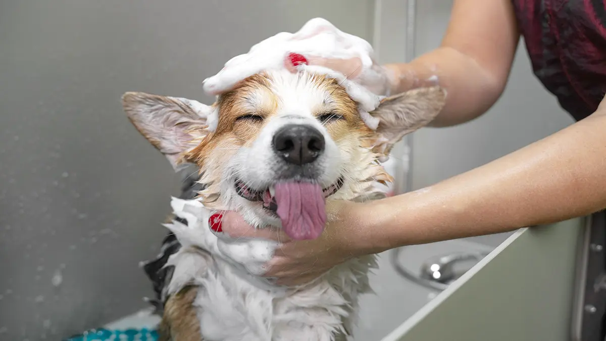 Какие ошибки совершают владельцы при мытье собак зимой
