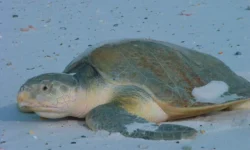 Антропогенный шум влияет на слух черепах Lepidochelys kempii antropogennyj shum vliyaet na sluh cherepah -fabrec-ru-0