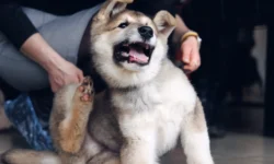 Анжелика Грищенко о развитии "Новой Надежды" и ценах во Владивостоке anzhelika grishhenko o razvitii novoj nadezhdy i czenah vo vladivostoke-fabrec-ru-0