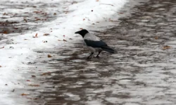 Гидрометцентр РФ прогнозирует оттепель, Сергей Маликов дал советы gidrometczentr rf prognoziruet ottepel sergej malikov dal sovety-fabrec-ru-0