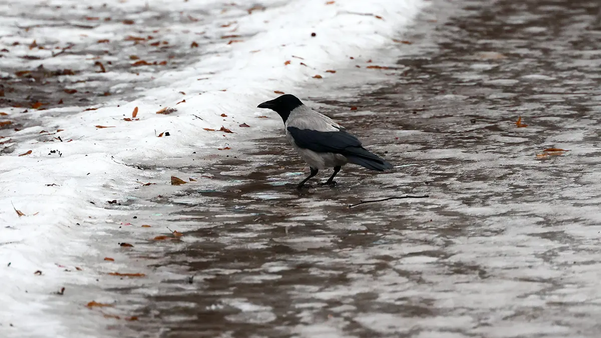 Когда в Москву придет оттепель