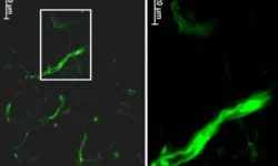 ИХБФМ СО РАН выяснил, как клетки мигрируют далеко после инъекции ihbfm so ran vyyasnil kak kletki migriruyut daleko posle inekczii-fabrec-ru-0