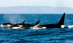 Институт географии выявил особенности социальных связей косаток institut geografii vyyavil osobennosti soczialnyh svyazej kosatok-fabrec-ru-0