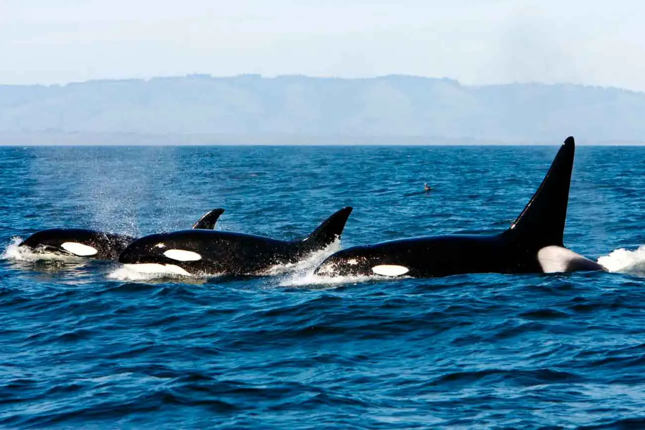 Институт географии выявил особенности социальных связей косаток-0