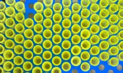 СПбГУ: новый катализатор для биодизеля из соевого масла spbgu novyj katalizator dlya biodizelya iz soevogo masla-fabrec-ru-0