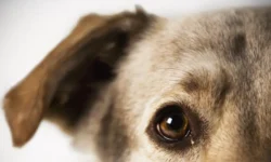 Илья Русяев: проблема ночного лая собак решится по КоАП и ГК РФ ilya rusyaev problema nochnogo laya sobak reshitsya po koap i gk rf-fabrec-ru-0