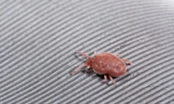 vladimir urazhevskij i rospotrebnadzor o zashhite pitomczev ot kleshhej-fabrec-ru-0