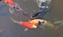 karpy koi snova ukrashayut prudy primorskogo okeanariuma etoj vesnoj-fabrec-ru-0