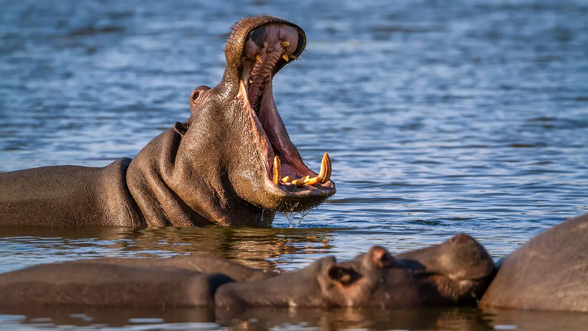 Власти Колумбии решили усыпить около 80 бегемотов Пабло Эскобара