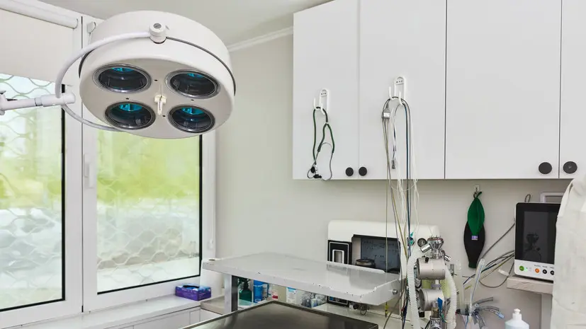 Московские ветеринары спасли проглотившего серьги французского бульдога