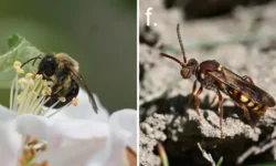 Andrena regularis: невероятные опылители Ист-Лоунского кладбища neveroyatnye opyliteli istlounskogo kladbishha-fabrec-ru-0