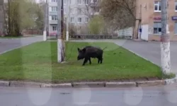 ogromnyj kaban udivil shkolnikov i roditelej v dubovoj roshhe-fabrec-ru-0