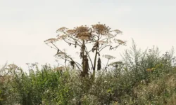 rosselhoznadzor zaharova preduprezhdaet o riske s borshhevikom-fabrec-ru-0