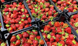 yarkaya klubnika ot pensionerok pribyvshaya v habarovsk iz kitaya-fabrec-ru-0