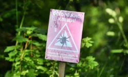 rospotrebnadzor kak snizit risk kleshhevogo enczefalita v regionah-fabrec-ru-0