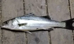 Рекордно рано! Японский морской судак пойман у берегов Приморья в июне rekordno rano yaponskij morskoj sudak pojman u beregov primorya v iyune-fabrec-ru-0