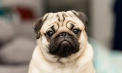 Виктория Коноплева и SUPERPET защитят питомцев от жары в Москве viktoriya konopleva i zashhityat pitomczev ot zhary v moskve-fabrec-ru-0