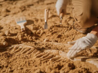 Portrait,Of,Beautiful,Paleontologist,Cleaning,Tyrannosaurus,Dinosaur,Skeleton,With,Brushes.
