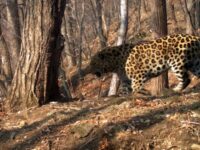 dima bilan i dalnevostochnyj leopard viktor daryat nadezhdu naczionalnomu parku-lavi-su-174077892500-0