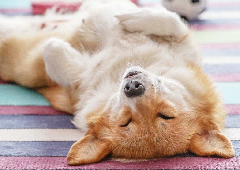 Воспитание питомцев: как быстро исправить плохие привычки без криков