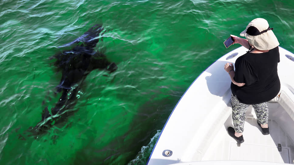 Эрик Клуа и CRIOBE исследуют влияние соцсетей на акул и безопасность людей-0