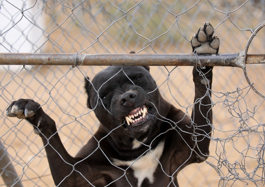 Агрессивный питбуль накинулся на 10-летнего ребенка