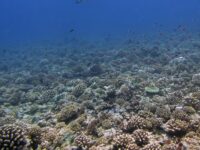 institut skrippsa i gavajskij universitet otkryvayut tajny metabolizma korallovyh rifov-lavi-su-174432371000-0