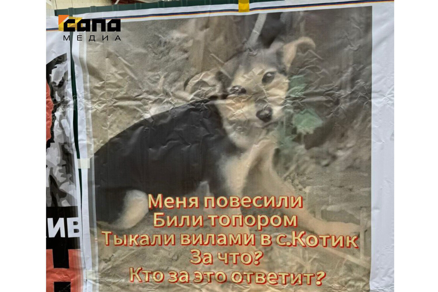 Иркутск объединяется за права животных история спасения котика вдохновила тысячи-0