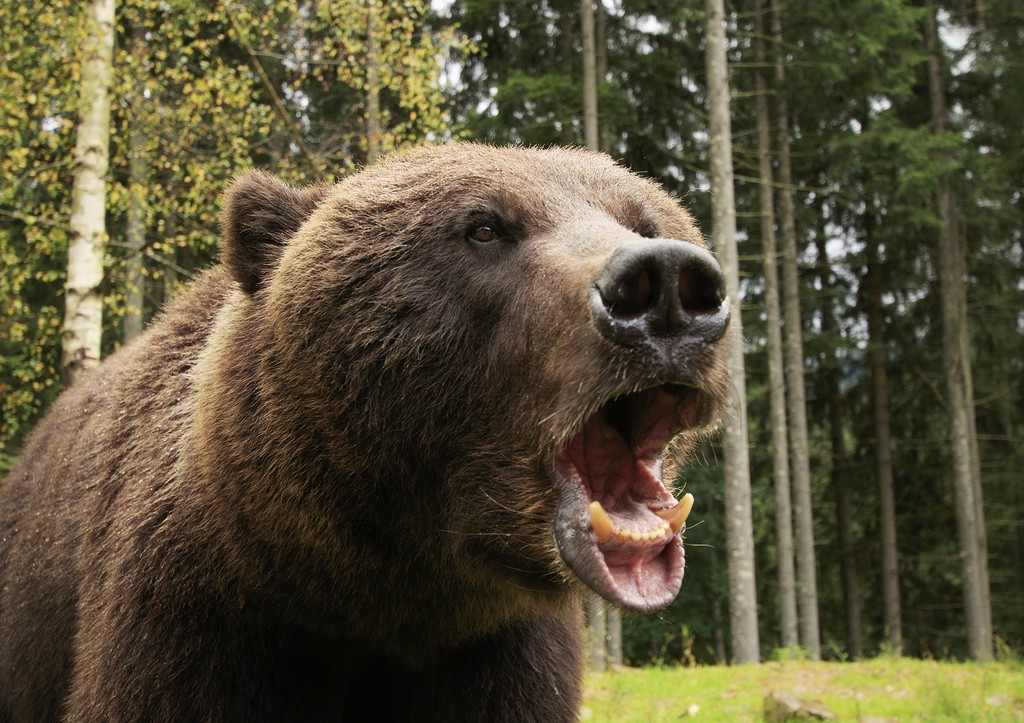 Зоолог дал советы, как спастись при встрече с дикими зверями
