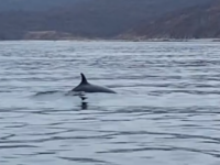 Кит Минке восхищает гостей Дальневосточного морского биосферного заповедника kit minke voshishhaet gostej dalnevostochnogo morskogo biosfernogo zapovednika-lavi-su-173607066500-0