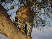 leopard miya  325 v obektivah kamer naczionalnogo parka primorya-lavi-su-174438504800-0