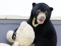 malajskaya medvedicza masha priglashaet na novogodnyuyu vstrechu v moskovskom zooparke-lavi-su-173556041500-0