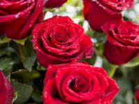 Мария Курицына из Владивостока встретила 101-й день рождения среди поздравлений и почестей mariya kuriczyna iz vladivostoka vstretila 101j den rozhdeniya sredi pozdravlenij i pochestej-lavi-su-174067077500-0