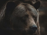 Медведи в Теннесси и Камчатке: приключения и спасение жителей Малки medvedi v tennessi i kamchatke priklyucheniya i spasenie zhitelej malki-lavi-su-174539835800-0