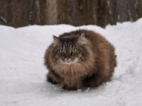 Москва с МЧС России готовы к снежным испытаниям до 7 апреля Кошка сибирской породы Лана.Бирюлё