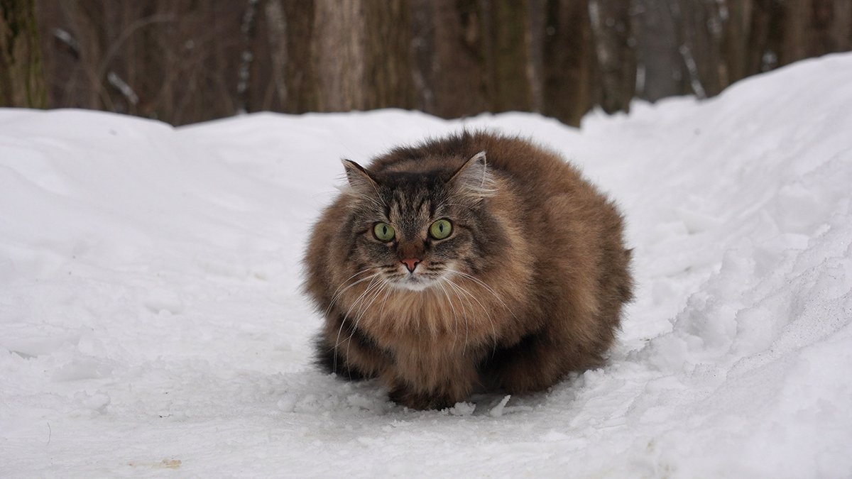 Погода в Москве 6 апреля