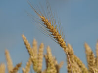 Мягкая зима открывает перспективы для аграрного сектора и сельскохозяйственных культур Ячменное поле.Серебряно-прудский р